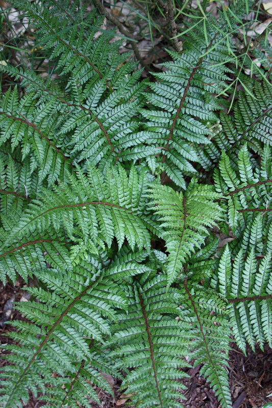 Image of Polystichum makinoi taken at Juniper Level Botanic Gdn, NC by JLBG