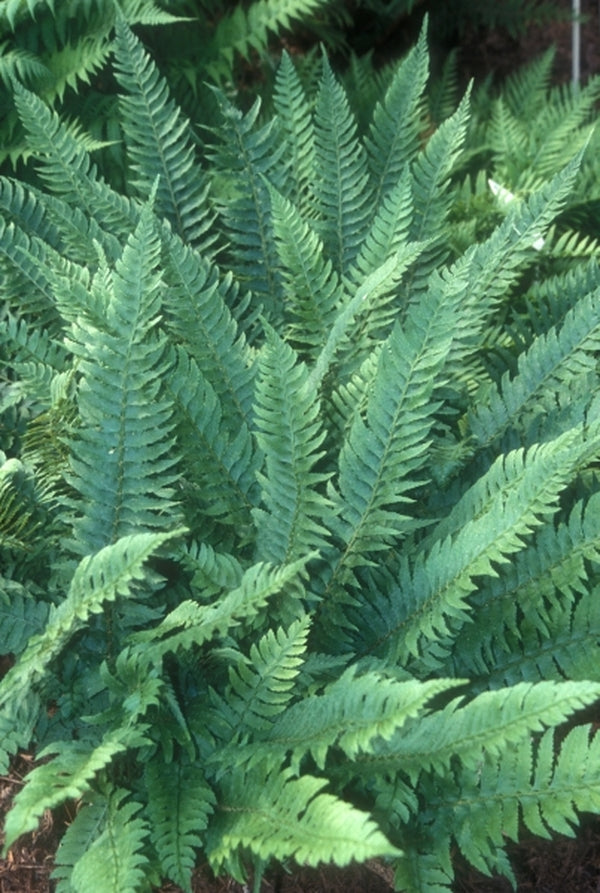 Image of Polystichum tripteron taken at Juniper Level Botanic Gdn, NC by JLBG