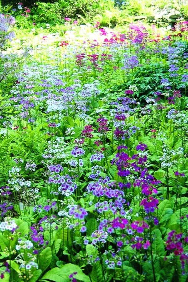 Image of Primula japonica taken at Holden Arboretum, OH