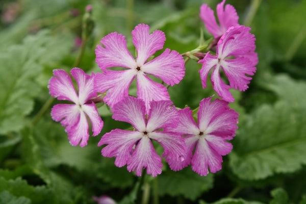 Image of Primula sieboldii 'Seneca Star' taken at Juniper Level Botanic Gdn, NC by JLBG