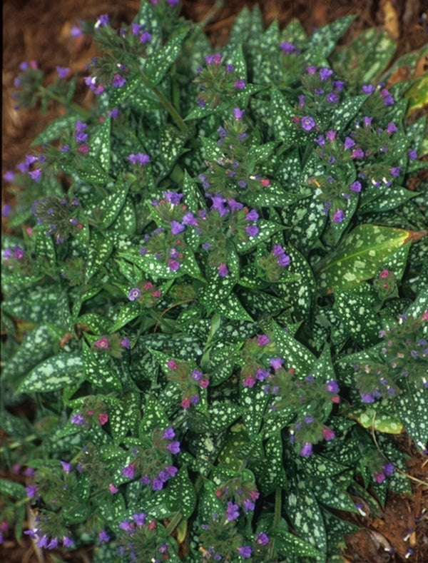 Image of Pulmonaria 'Trevi Fountain' taken at Juniper Level Botanic Gdn, NC by JLBG