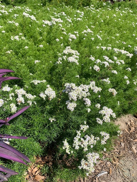 Image of Pycnanthemum tenuifolium 'Campbell Carpet' taken at Juniper Level Botanic Garden, Raleigh NC by Lidia Churakova