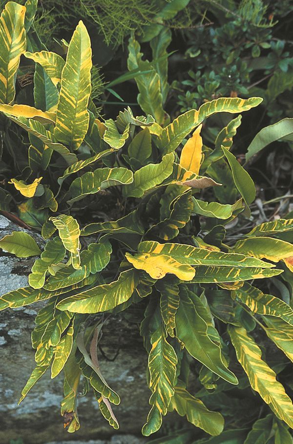 Image of Pyrrosia lingua 'Ogon Nishiki' taken at H. Hand Gdn, CA