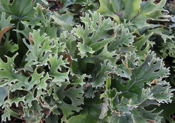 Image of Pyrrosia lingua 'Tosa Daio' taken at Juniper Level Botanic Gdn, NC by JLBG