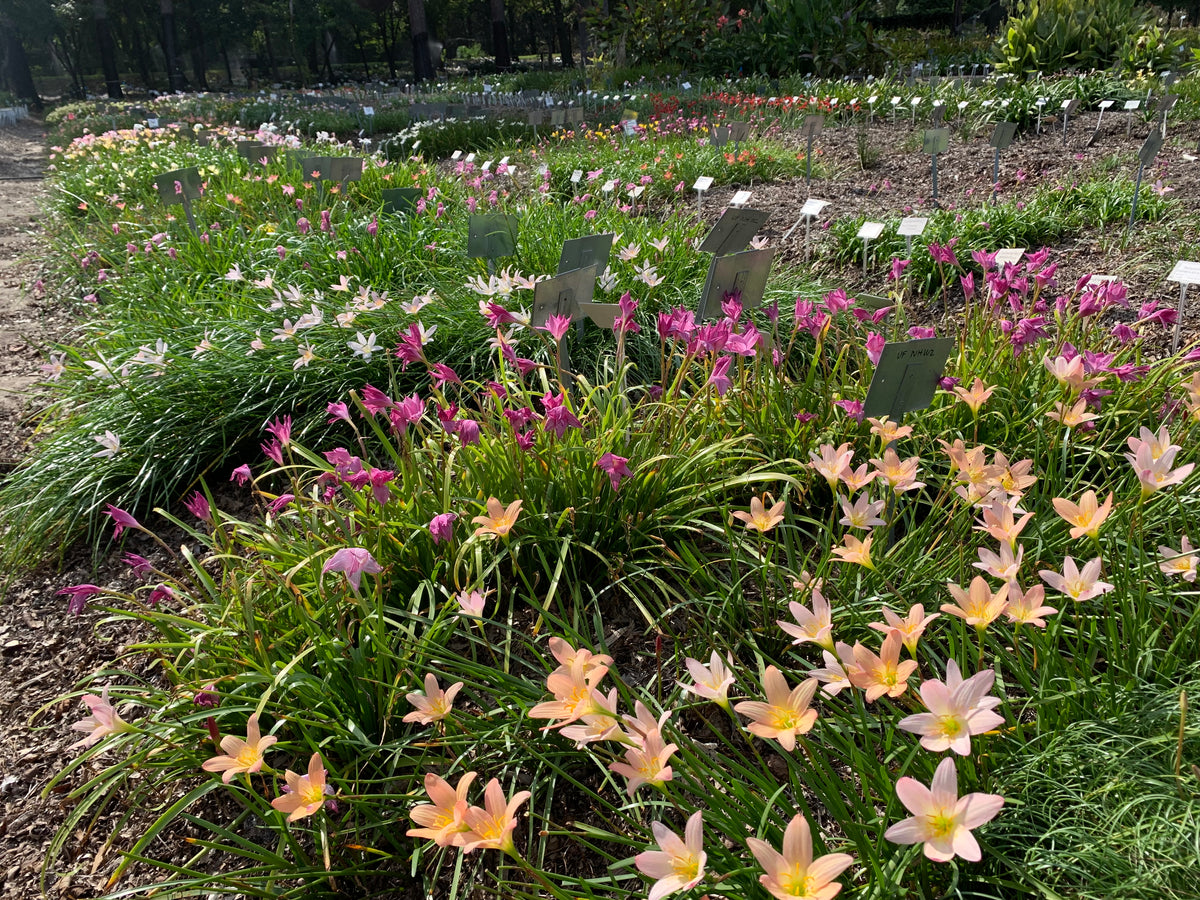 Thousands of rain lilies in bloom in JLBG research area