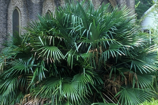 Image of Rhapidophyllum hystrix taken at Euphala, AL