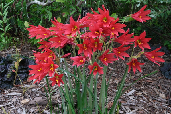 Image of Rhodophiala bifida 'Hill Country Red' taken at Juniper Level Botanic Gdn, NC by JLBG