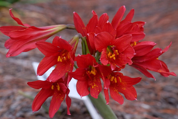 Image of Rhodophiala bifida 'Red Baron'  taken at Juniper Level Botanic Gdn, NC by JLBG