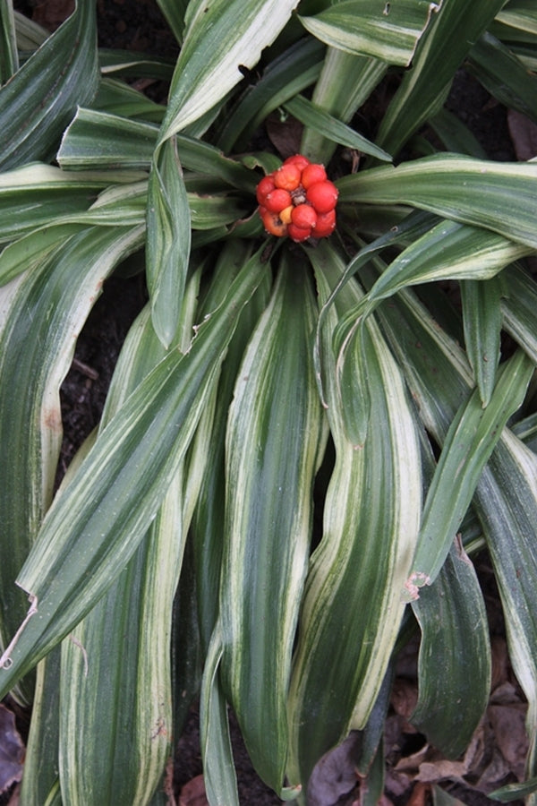 Image of Rohdea japonica 'Gunjaku' taken at Juniper Level Botanic Gdn, NC by JLBG