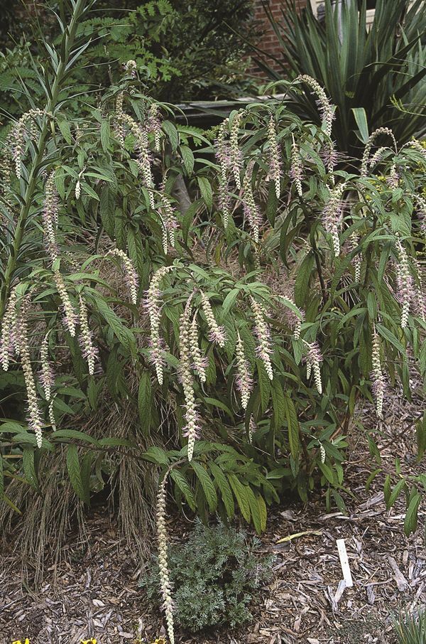 Image of Rostrinucula dependens taken at Juniper Level Botanic Gdn, NC by JLBG