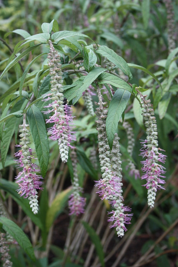 Image of Rostrinucula dependens taken at Juniper Level Botanic Gdn, NC by JLBG
