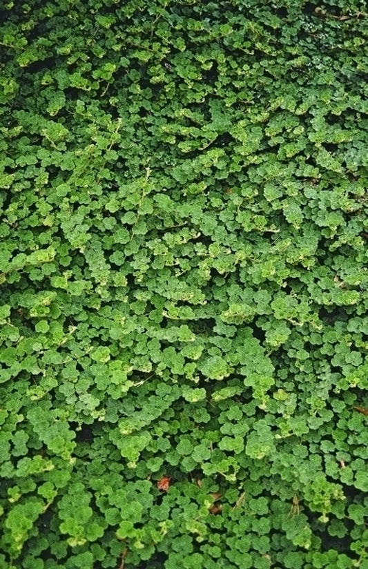Image of Rubus pentalobus 'Emerald Carpet' taken at Lewis Ginter Botanic Gdn, VA