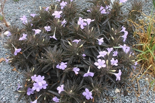 Image of Ruellia 'Black Beauty' taken at Juniper Level Botanic Gdn, NC by JLBG