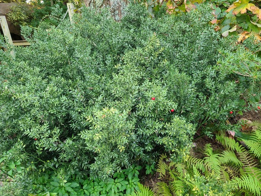 Image of Ruscus aculeatus 'Andre the Giant' taken at Juniper Level Botanic Gdn, NC by JLBG