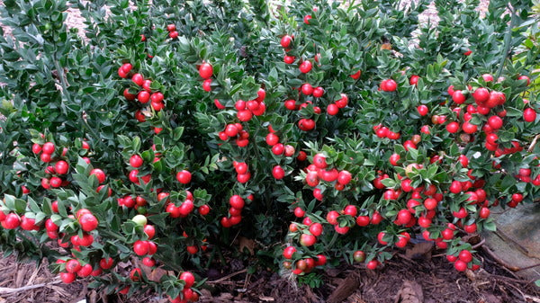 Image of Ruscus aculeatus 'Elizabeth Lawrence' taken at Juniper Level Botanic Gdn, NC by JLBG