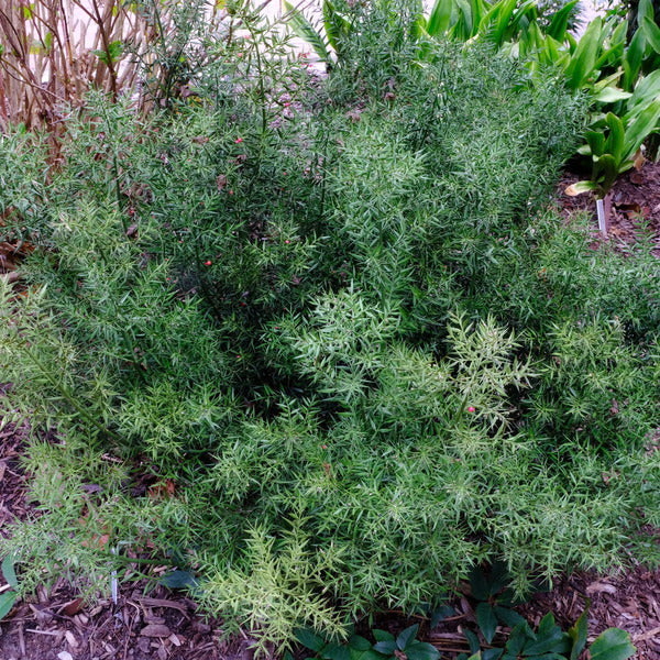 Image of Ruscus aculeatus var. angustifolius 'Chenault' taken at Juniper Level Botanic Gdn, NC by JLBG
