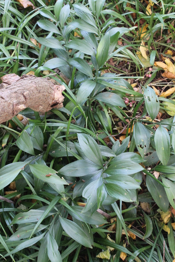 Image of Ruscus colchicus 'Hillier' taken at Juniper Level Botanic Gdn, NC by JLBG