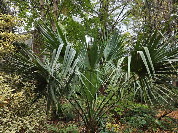 Image of Sabal 'Birmingham' taken at Juniper Level Botanic Gdn, NC by JLBG