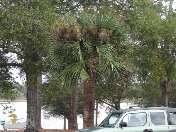 Image of Sabal 'DeFuniak' taken at DeFuniak Springs, FL by H. Jackson