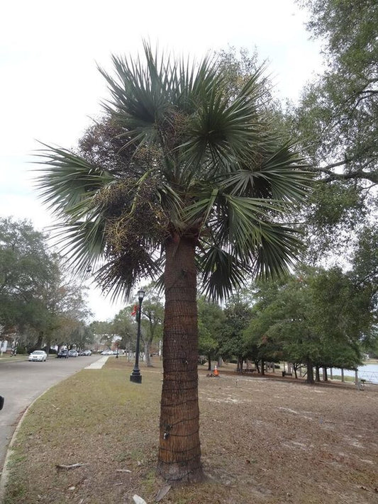 Image of Sabal 'DeFuniak' taken at DeFuniak Springs, FL by H. Jackson