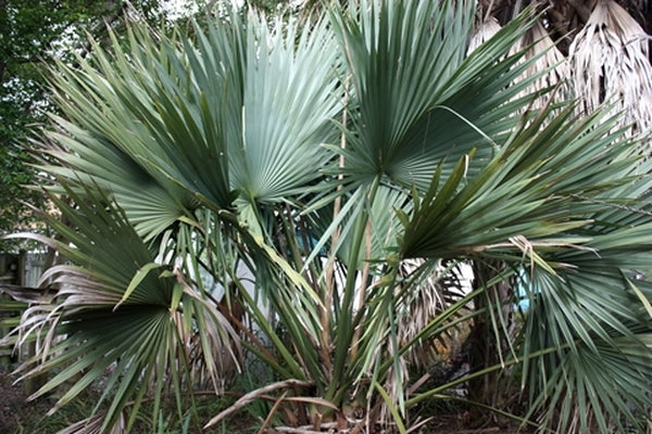 Image of Sabal x brazoriensis taken at Woodlanders Nsy, SC by T. Avent