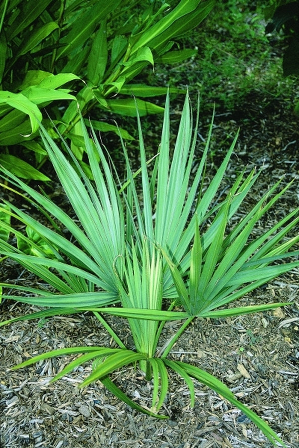 Image of Sabal minor 'McCurtain' taken at Juniper Level Botanic Gdn, NC by JLBG