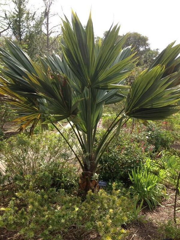 Image of Sabal palmetto 'Lisa' taken at Paul Bouseman garden by Paul Bouseman