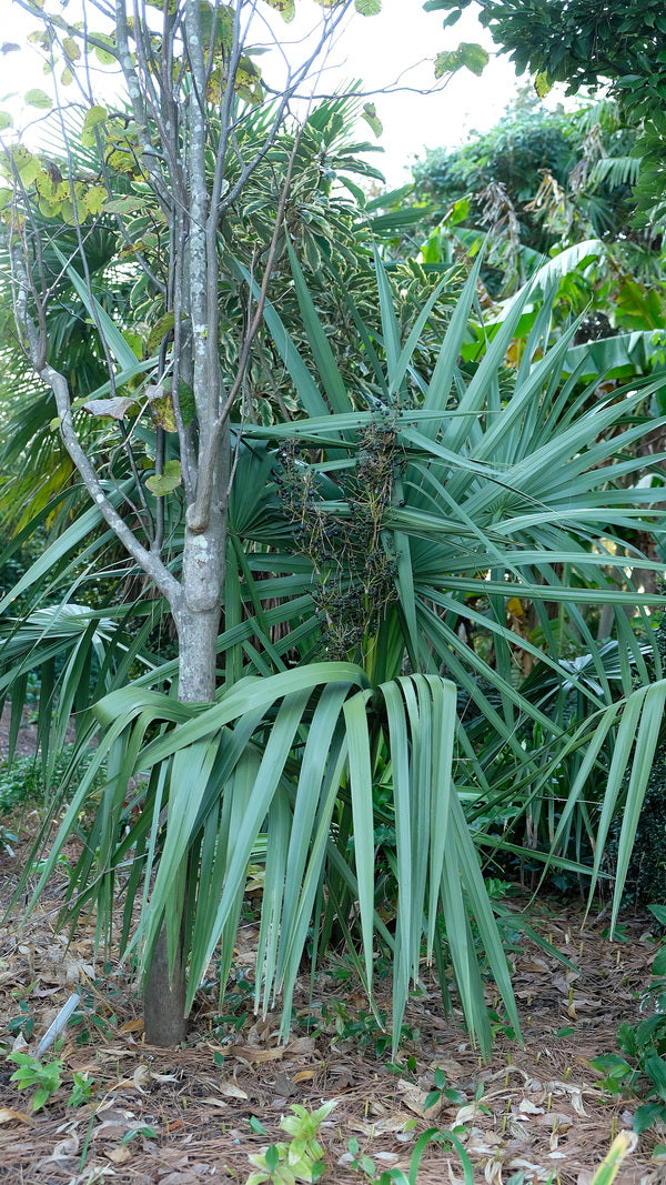 Image of Sabal tamaulipensis 'San Carlos' taken at Juniper Level Botanic Gdn, NC by JLBG