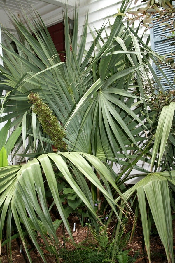 Image of Sabal tamaulipensis taken at Juniper Level Botanic Gdn, NC by JLBG