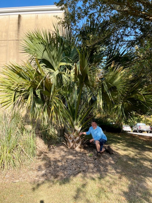 Image of Sabal uresana taken at Alabama by JLBG