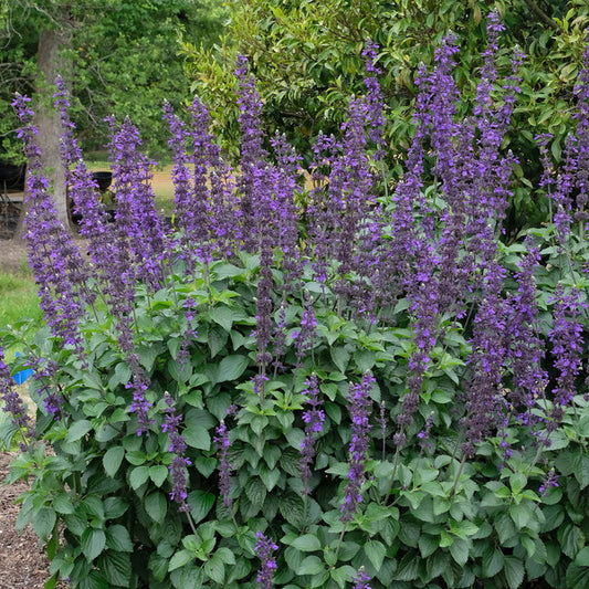 Image of Salvia 'Big Blue' taken at Juniper Level Botanic Gdn, NC by JLBG