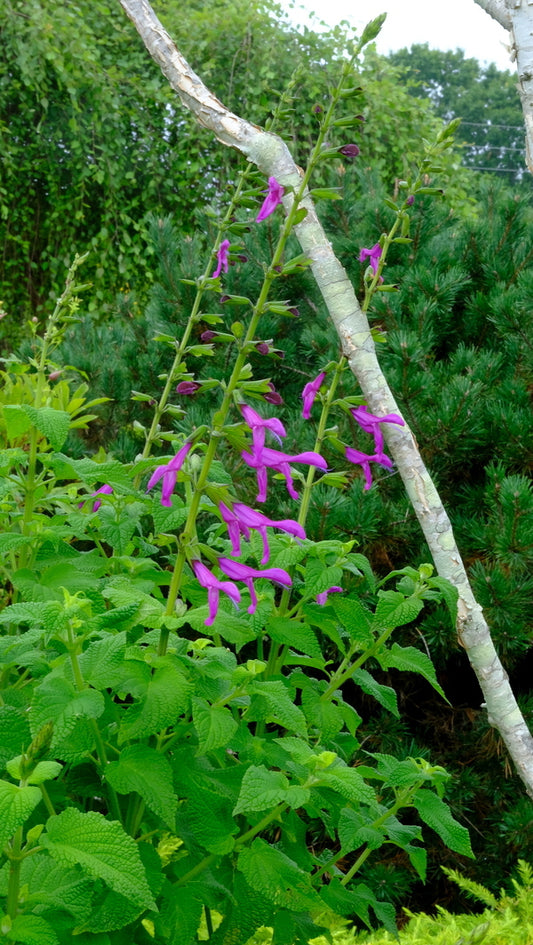 Image of Salvia 'Jean's Jewel' taken at Juniper Level Botanic Gdn, NC by JLBG