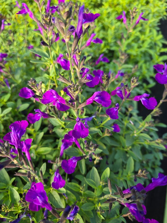 Image of Salvia 'Mirage Blue' PP 33,036 taken at Juniper Level Botanic Gdn, NC by JLBG