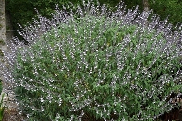 Image of Salvia 'Phyllis Fancy'