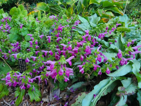 Image of Salvia glabrescens 'Autumn Enchanter' taken at Juniper Level Botanic Gdn, NC by JLBG