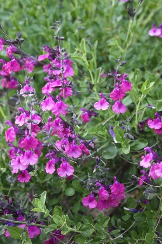 Image of Salvia greggii 'Diane' taken at Juniper Level Botanic Gdn, NC by JLBG
