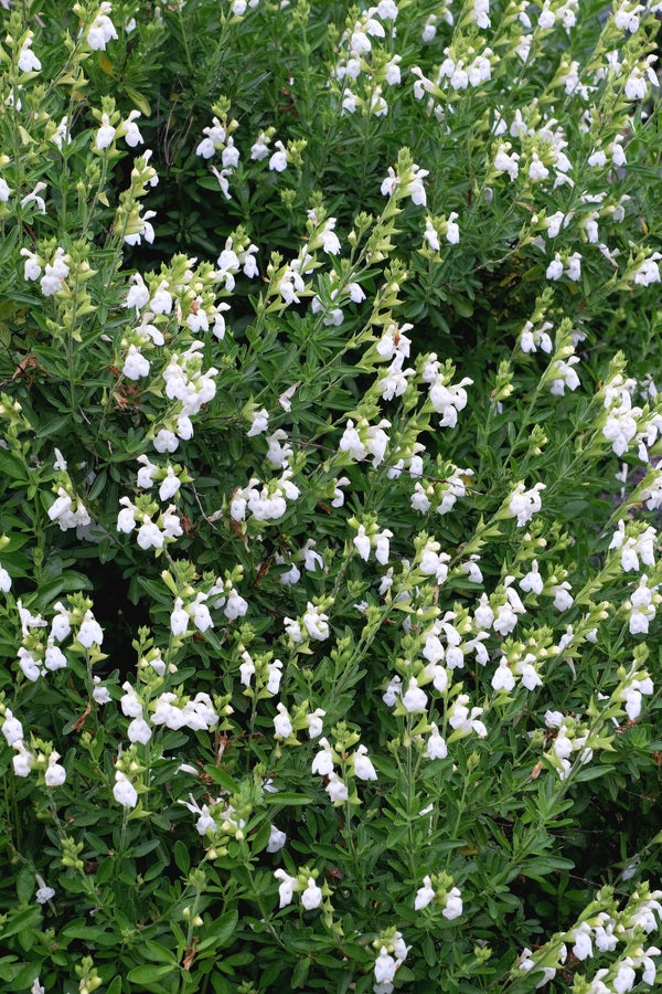Image of Salvia greggii 'Texas Wedding' taken at Juniper Level Botanic Gdn, NC by JLBG