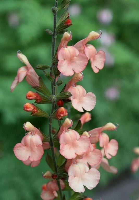 Image of Salvia x jamensis 'California Sunset' taken at Juniper Level Botanic Gdn, NC by JLBG