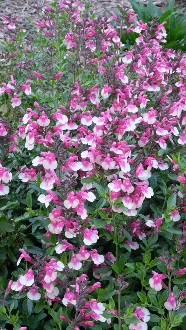 Image of Salvia x jamensis 'Rose Bicolor' PP 33,084 taken at Juniper Level Botanic Gdn, NC by JLBG
