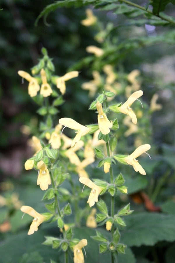 Image of Salvia koyamae taken at Juniper Level Botanic Gdn, NC by JLBG