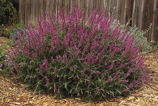 Image of Salvia leucantha 'Santa Barbara' taken at California Gdn, CA by PlantHaven