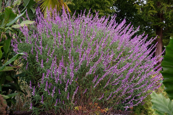 Image of Salvia leucantha taken at Juniper Level Botanic Gdn, NC by JLBG