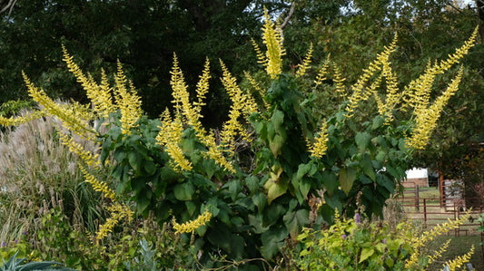 Image of Salvia madrensis 'Red Neck Girl' taken at Juniper Level Botanic Gdn, NC by JLBG