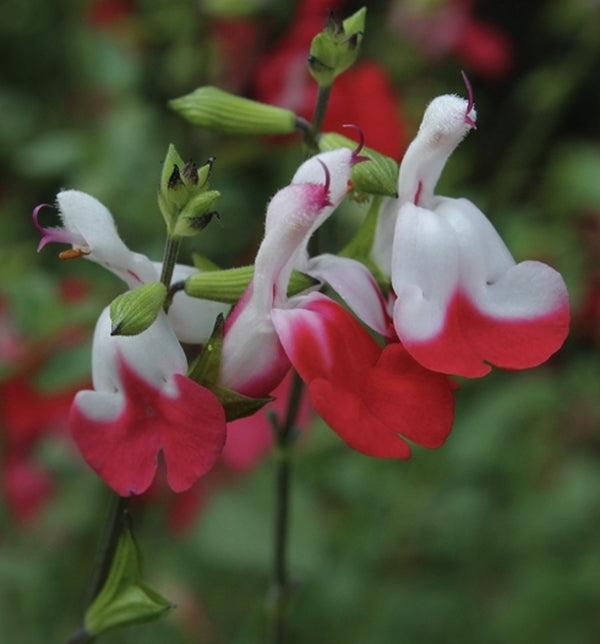 Image of Salvia microphylla 'Hot Lips' taken at Juniper Level Botanic Gdn, NC by JLBG