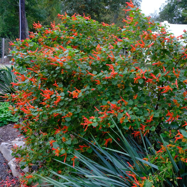 Image of Salvia regla 'Jame' taken at Juniper Level Botanic Gdn, NC by JLBG