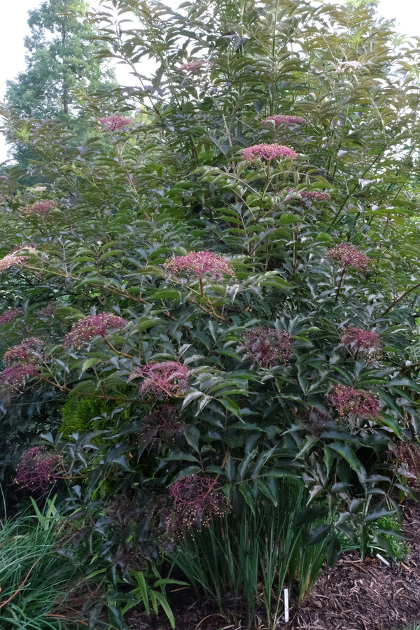 Image of Sambucus 'Chocolate Marzipan' taken at Juniper Level Botanic Gdn, NC by JLBG