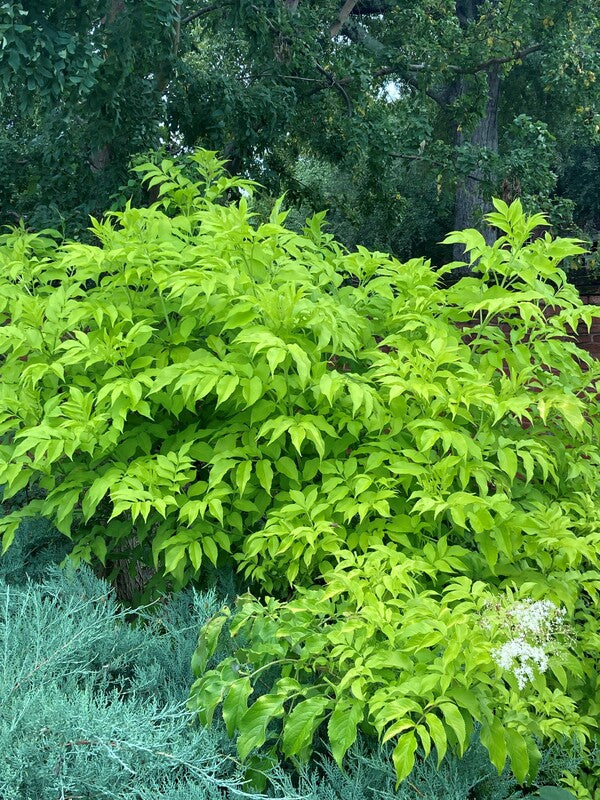 Image of Sambucus canadensis 'Blonde Envy' taken at Fairfield County, South Carolina by Keith Mearns