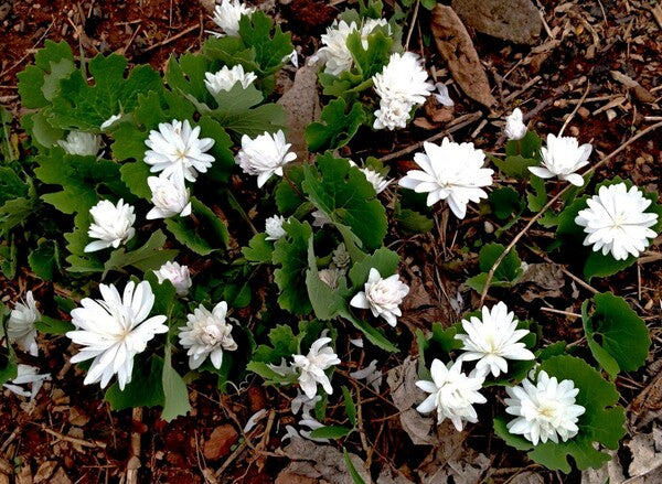 Image of Sanguinaria canadensis 'Snow Cone' taken at Yinger Gdn, PA by B. Yinger