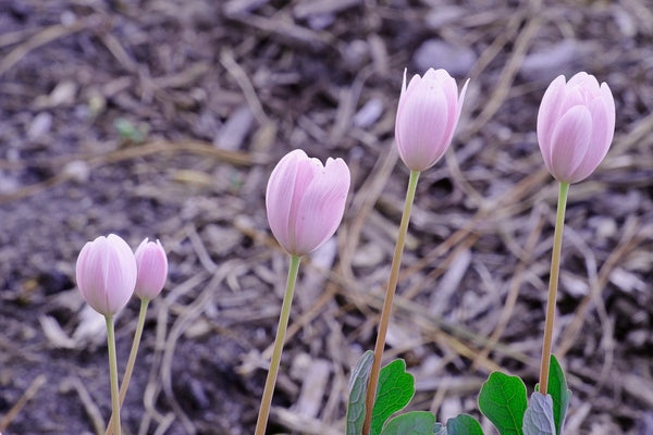 Image of Sanguinaria canadensis 'Venus' taken at Juniper Level Botanic Gdn, NC by JLBG