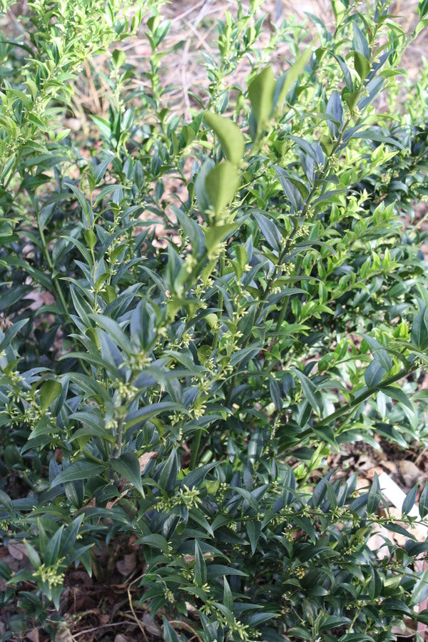 Image of Sarcococca x confusa 'Western Hills' taken at J.C. Raulston Arboretum, NC by JLBG